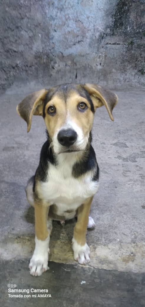 Reporta <a href="/Ma_Elisa_G/">#VzlaEntrampadaEntreLaDuplaMudPsuv🇻🇪🇻🇪</a>: 🆘️ÁNGELES UUURGEEENTEEE HOGAR TEMPORAL, MEJOR DEFINITIVO🙏🏻 para esa👇🏻puchutura de 4meses, CORRE PELIGRO en las calles de Propatria/Caracas 04241279232