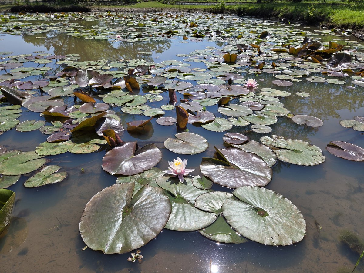 Lotus flowers are blooming at Kenilworth Aquatic Gardens.  Washington, DC