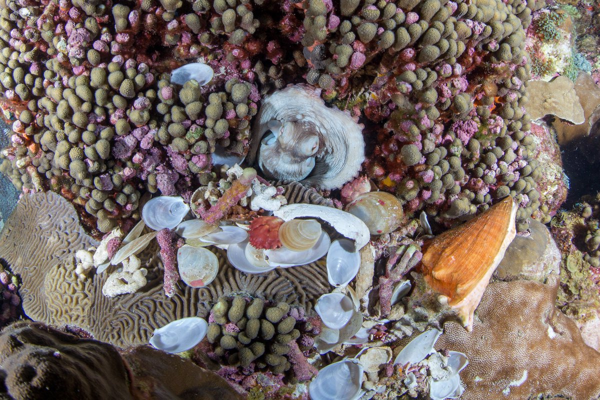 Talk about a #ShellCollection! This #Octopus has been eating well, as evidenced by all of the empty shells surrounding its hideout between corals on the reef.