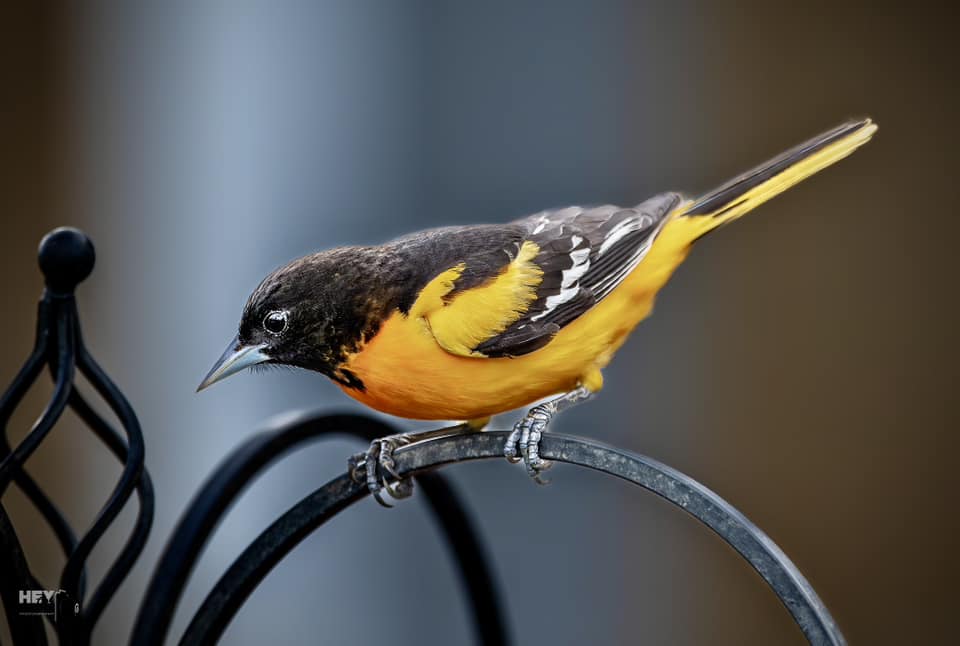 Baltimore oriole. (Photo courtesy of Joe Viola) #birds #orioles #willcounty