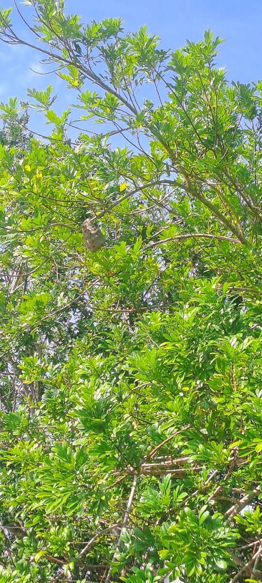 Saw this nest on my walk this afternoon anyone know what it is? @V_greys #CostaRica