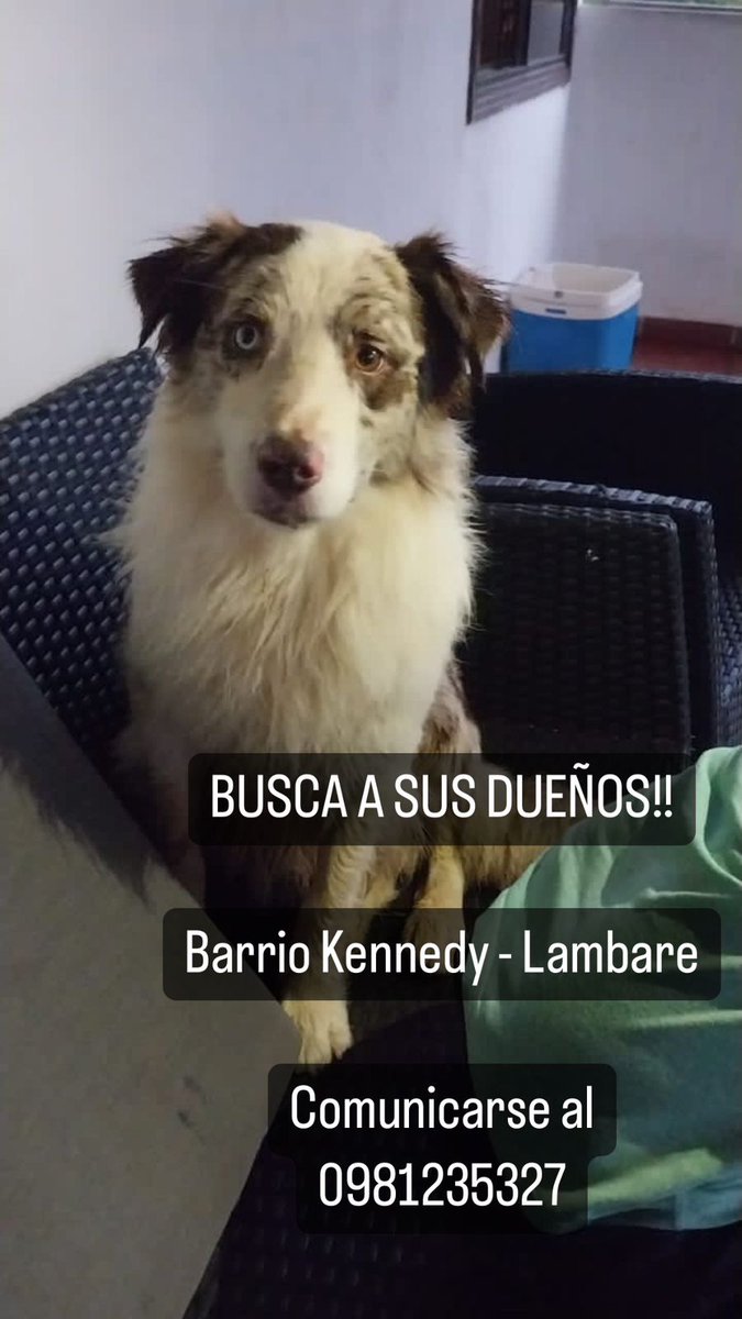 Encontré este perro barrio Kennedy, Lambare BUSCA A SUS DUEÑOS favor RT 
<a href="/patitaperdidas/">Patitas perdidas</a> <a href="/perdidospy/">Mascotas Perdidas Py 🇵🇾</a>  <a href="/Ayudandopeludos/">Ayudando Peludos</a> <a href="/mascotitaspy/">Buscando a tu Mascota Py</a> 
<a href="/defensanimalpy/">Dirección Nacional de Defensa Animal</a> @isabelMezquita4  <a href="/dameunapatapy/">@dameunapatapy</a> <a href="/salvandohocicos/">Salvando Hocicos Paraguay</a> <a href="/edithortizg/">EDITH</a> solo entrego a las personas que demuestren ser sus dueños