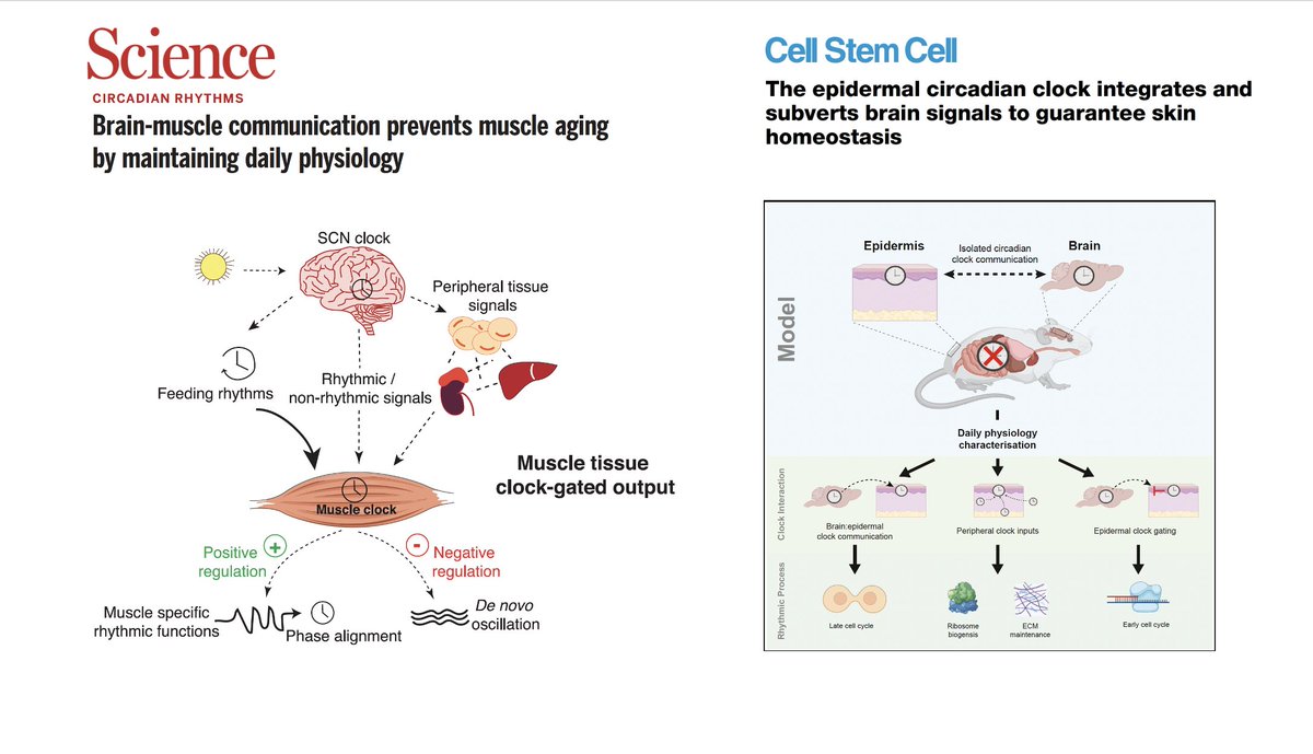 We're learning so much about the aging process. Two papers advance the importance of synchronization of central (brain) and tissue circadian clocks for aging of muscle and skin science.org/doi/10.1126/sc… @ScienceMagazine sciencedirect.com/science/articl… @CellStemCell @SalvadorAznar3…