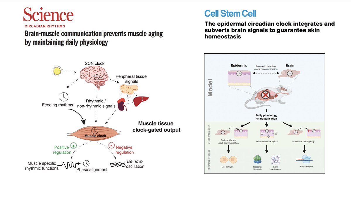 Eric Topol (@erictopol) on Twitter photo We're learning so much about the aging process. Two papers advance the importance of synchronization of central (brain) and tissue circadian clocks for aging of muscle and skin
science.org/doi/10.1126/scā¦
<a href="/ScienceMagazine/">Science Magazine</a>
sciencedirect.com/science/articl⦠<a href="/CellStemCell/">Cell Stem Cell</a>
<a href="/SalvadorAznar3/">Salvador Aznar Benitah</a> We're learning so much about the aging process. Two papers advance the importance of synchronization of central (brain) and tissue circadian clocks for aging of muscle and skin
science.org/doi/10.1126/scā¦
<a href="/ScienceMagazine/">Science Magazine</a>
sciencedirect.com/science/articl⦠<a href="/CellStemCell/">Cell Stem Cell</a>
<a href="/SalvadorAznar3/">Salvador Aznar Benitah</a>