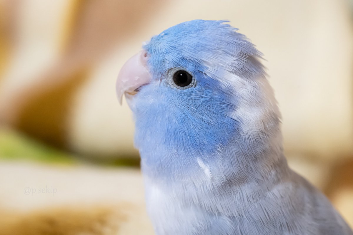 (•ө•)おはよ☀️
#マメルリハ #インコ #pacificparrotlet #parrotlet #Zf #NIKKORZ