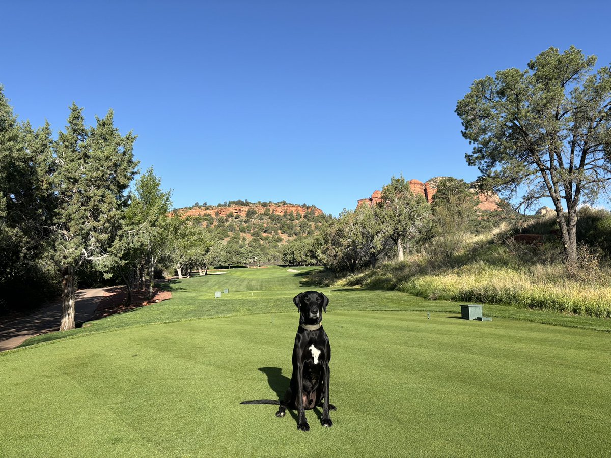 Another beautiful day in Sedona, not a cloud in the sky! Lots going on around the course today: more fairway/approach slicing, walk mowed new bent tees and greens, hollowtined old tees, and topdressed. Busy day for Barley and the crew🐾