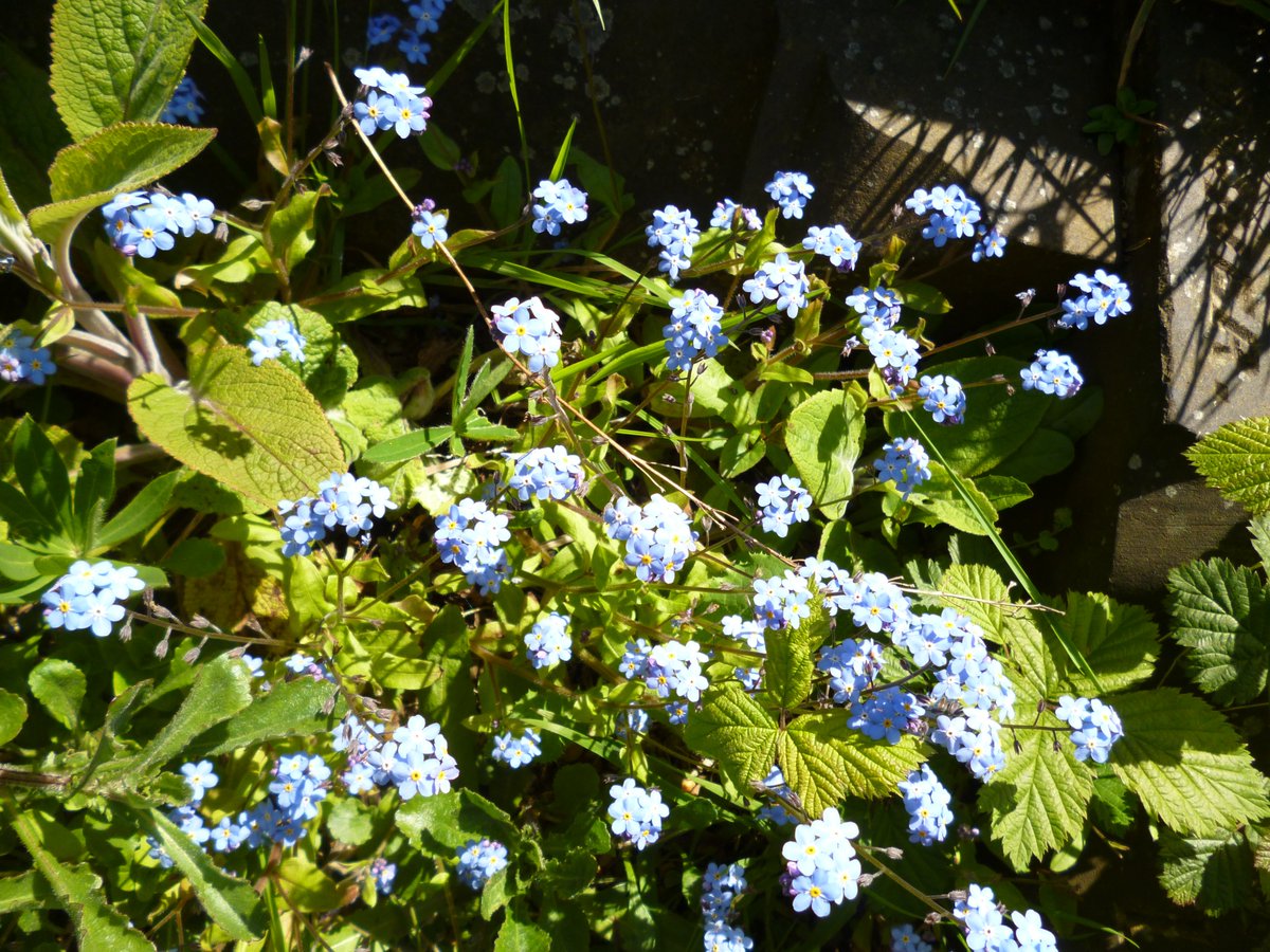 Forget-me-nots - Lister Lane Cemetery.