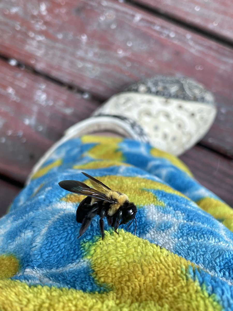 Yay, our carpenter bees are back! Last year, we had 2, now we have 6. #pollinators
