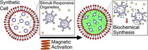 Ever wondered how you can activate synthetic cell biosynthesis with magnetic fields? 🧲🧪🦠If so, then check out our @J_A_C_S paper. Well done to Karen Zhu, lead author and brilliant @icbcdt PhD student @ImperialChemEng @impchemistry pubs.acs.org/doi/full/10.10…