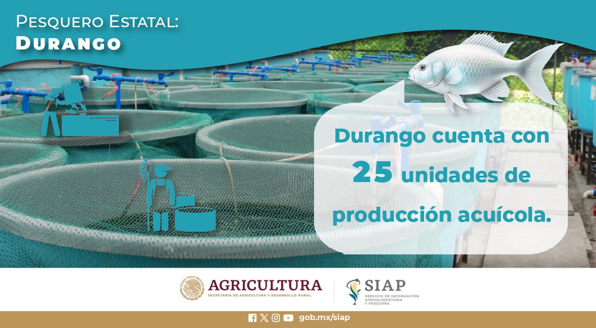 El principal producto de la #Acuicultura en #Durango fue la #Mojarra, con 10 ton de producción. #AgriculturaMexicana #FelizJueves