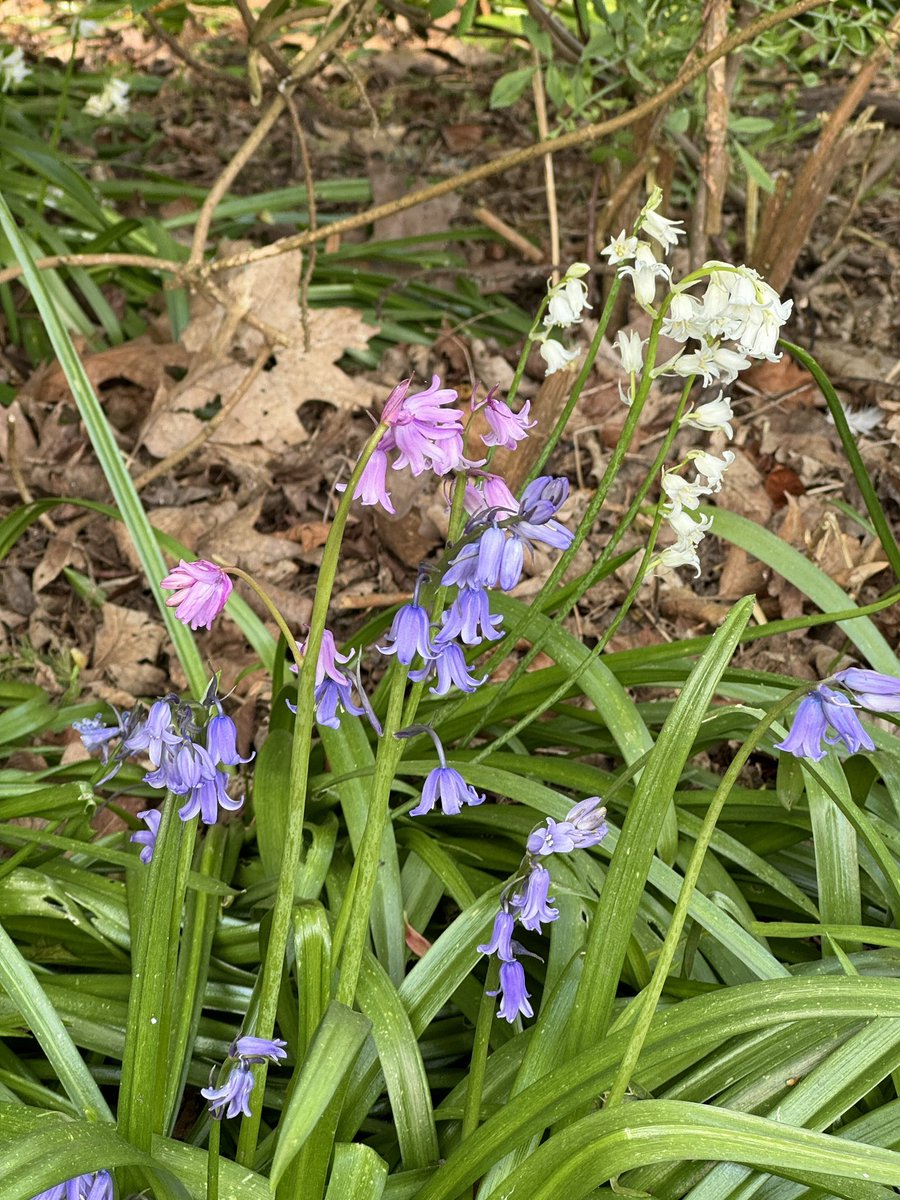 Pink, white and blue bluebells. Possibly hybrids Hyacinthoides x massartiana.