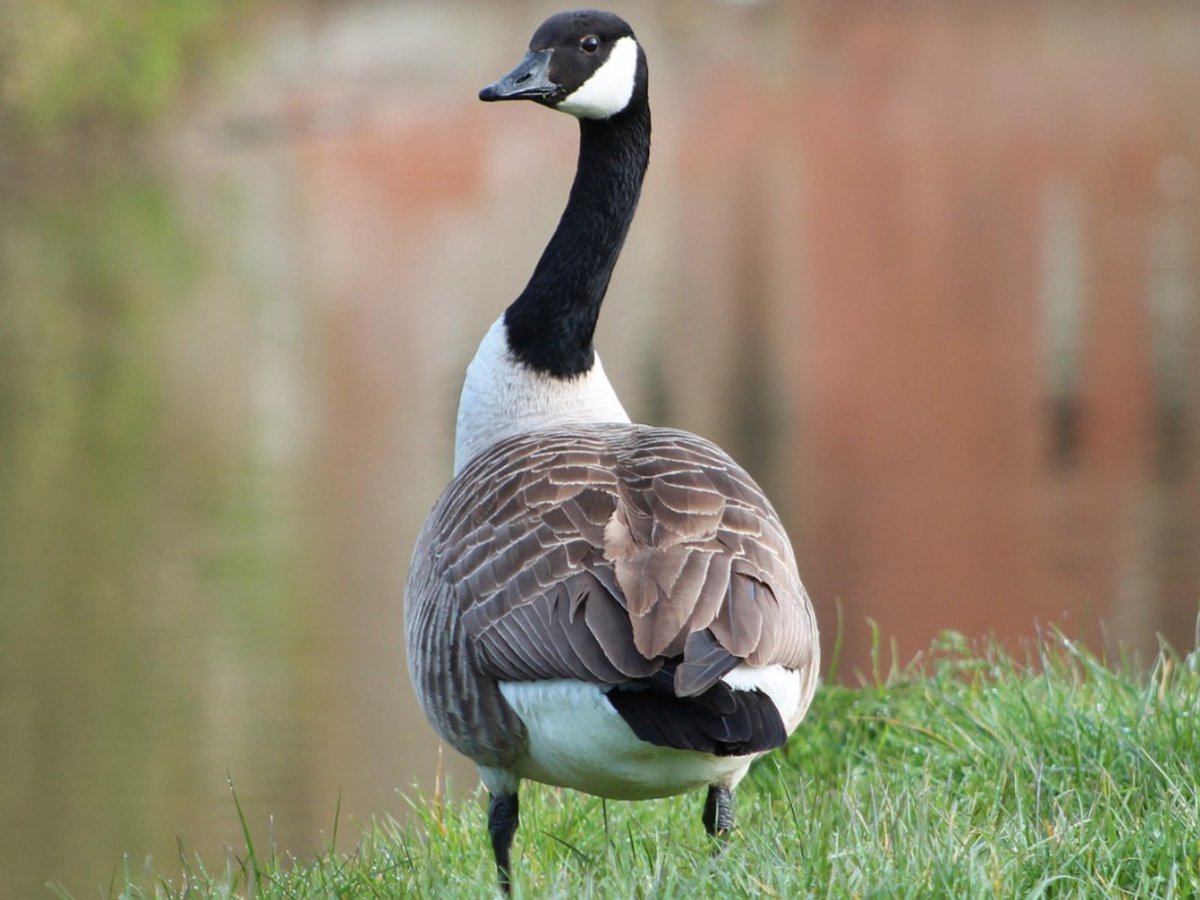 Unpopular opinion, geese are evil and scary. Prove me wrong.