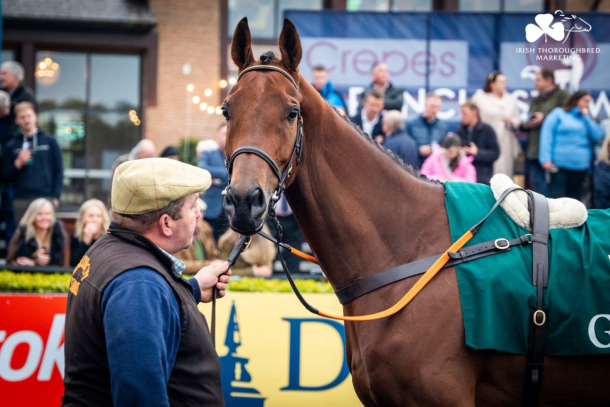 .@Goffs1866 Punchestown sale-topper. 🤩 Lot 5⃣ SWING DAVIS sells for €320,000 from @BallyboyStables to Mags O'Toole. 4yo filly won impressively at Loughanmore on Saturday. 👌 📖 Results: bit.ly/3wd4wV8