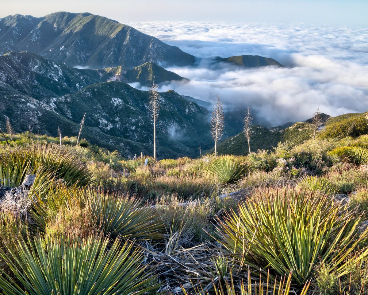 👏Thank you @SenAlexPadilla @SenLaphonza @RepJudyChu for championing the expansion of the San Gabriel Mountains National Monument! @POTUS heard your call to action and delivered!! 🗻#SanGabrielMountainsForever
