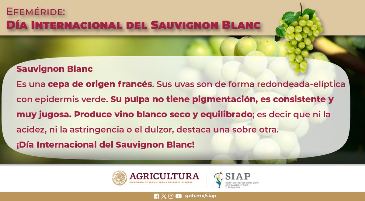 En nuestro país, de las variedades de #UvasBlancas para uso industrial, 12% correspondió a Sauvignon Blanc. #Vinos #AgriculturaMexicana