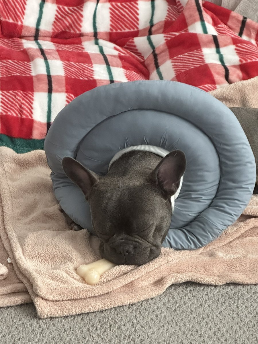 mbernardJ's tweet image. Neutered and exhausted. Snoring on the new bone.