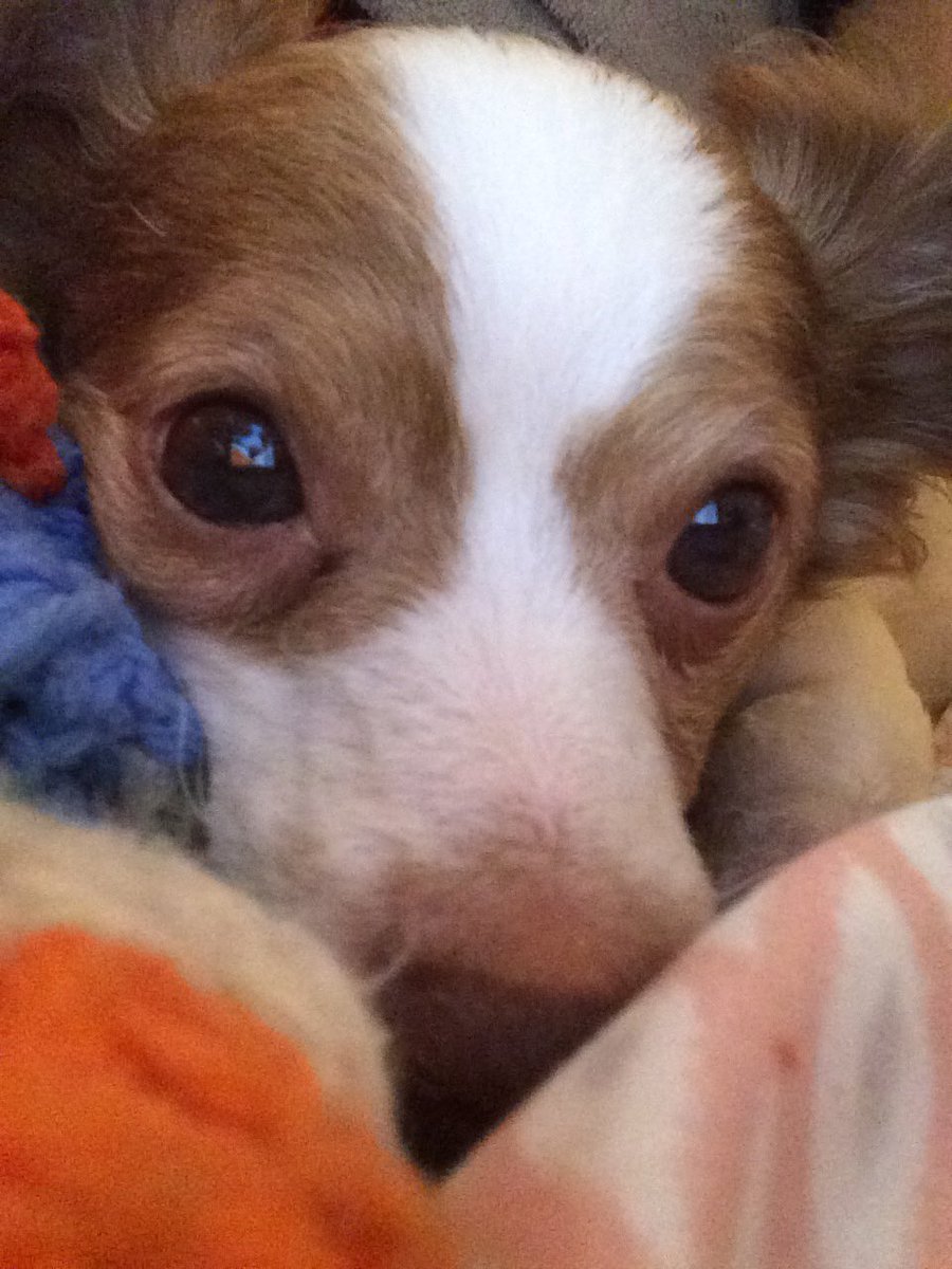 #RainbowPetDay 🌈 Remembering my NugBug