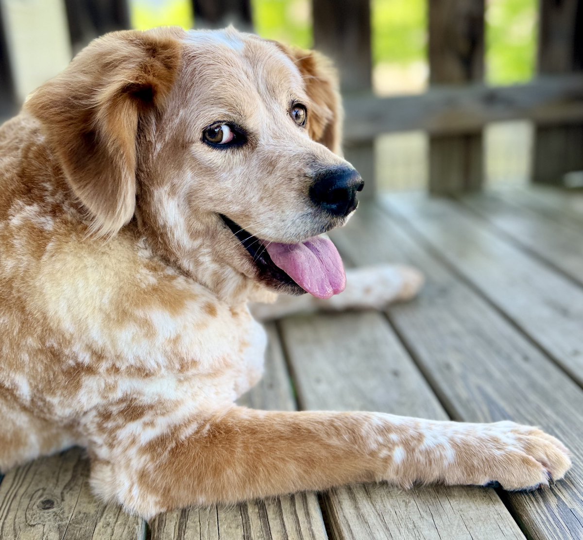 @bunsenbernerbmd I’ve got an Aussie mix … best of all his breeds. He’s a majority Aussie and Treeing Walker Coonhound. An Aussie that tracks!