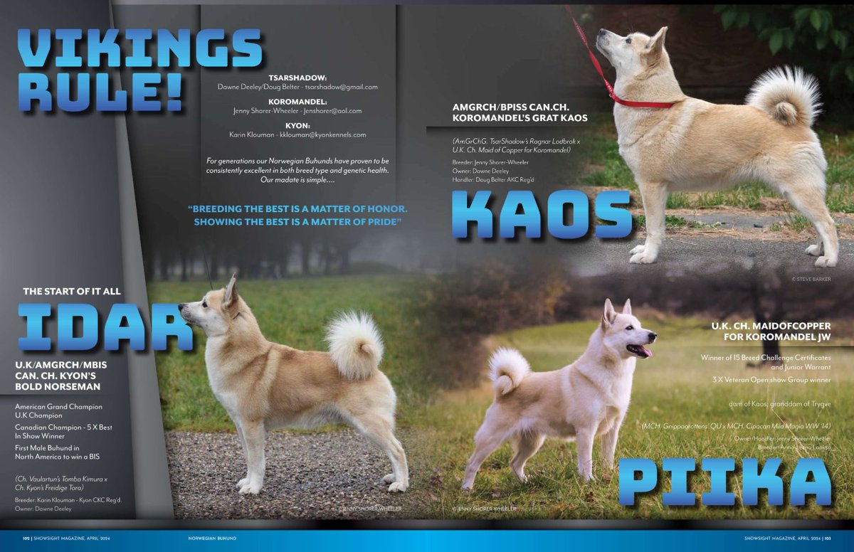 VIKINGS RULE!💙

Say Hi to Idar, Kaos & Piika!🐾

t.ly/Xm8Ig
showsightmagazine.com/norwegian-buhu…

#norwegianbuhund #buhund #purebred #dogshow #dogshow2024 #bestinshow #bestinshowsight #showsightmag