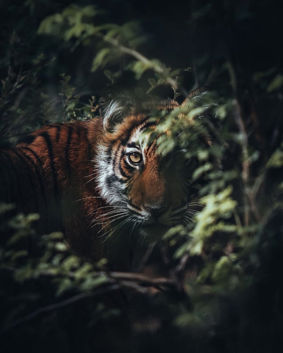 One of my favourite images from the past few years, locking eyes with a wild Bengal tiger in the jungle of India 🍃