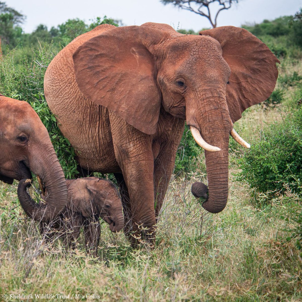 Mums are pretty incredible – especially elephant mums who carry their calves for a massive 22 months before giving birth! With #MothersDay this Sunday, why not say thank you to the maternal figure in your life by gifting them an elephant adoption: sheldrickwildlifetrust.org/mothers-day-ad… 🐘