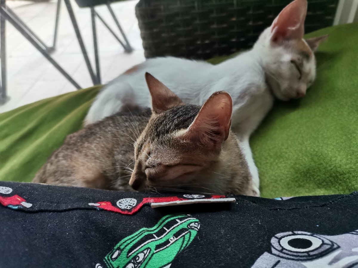 Mis 2 chicas 🐈🐈💕 #cat #catlovers #panama