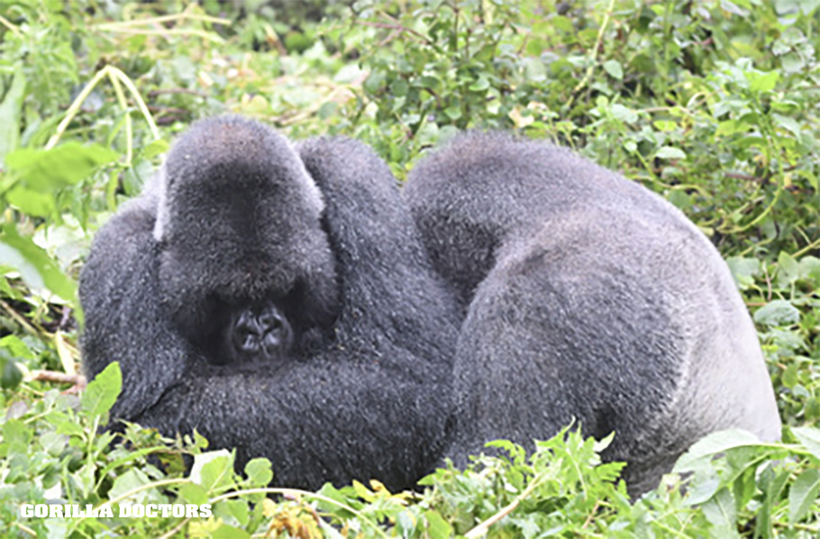 On a health check, Dr. Gaspard found silverbacks Turakomeje(L) & Icumbi(R) huddling together in the rain. Dr. Gaspard was trying to see on an abscess on Icumbi's jaw but as you can see, our patient was not cooperating! 😂 His activity was normal but we'll keep an eye on him.