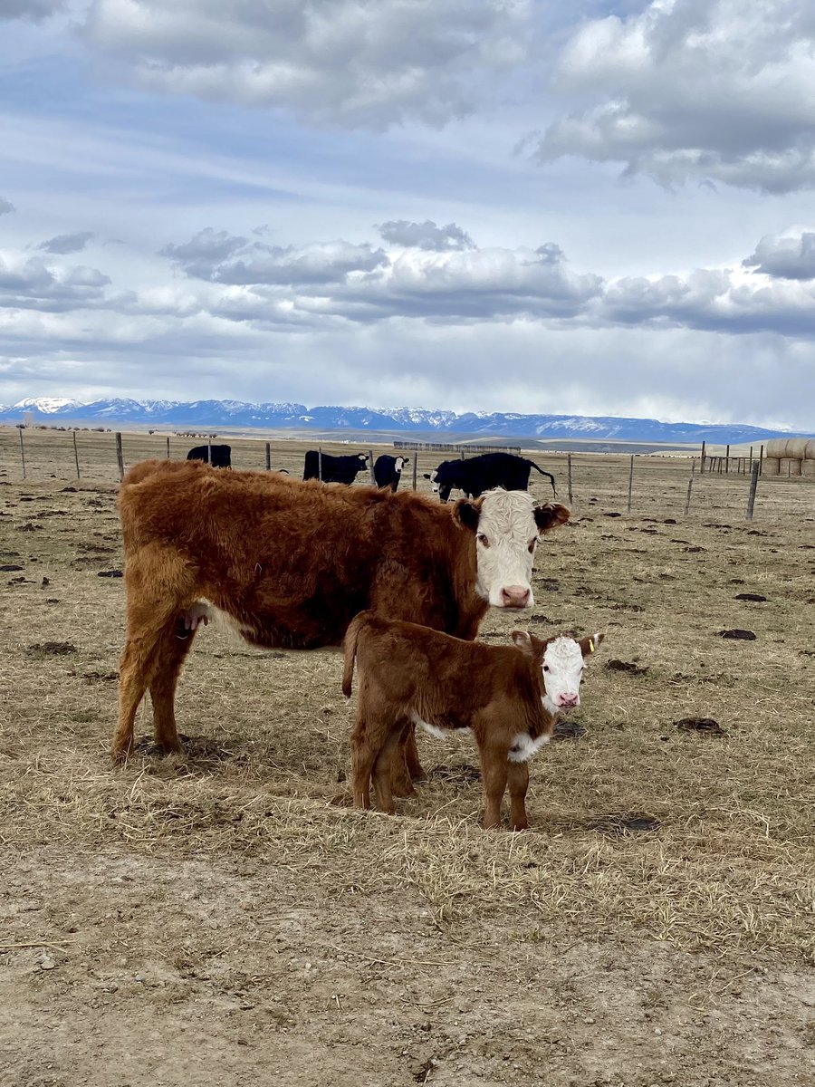 Like mom like son 🐮 
#Hereford 
#calving2024
#cattle #cowcalf #ranching