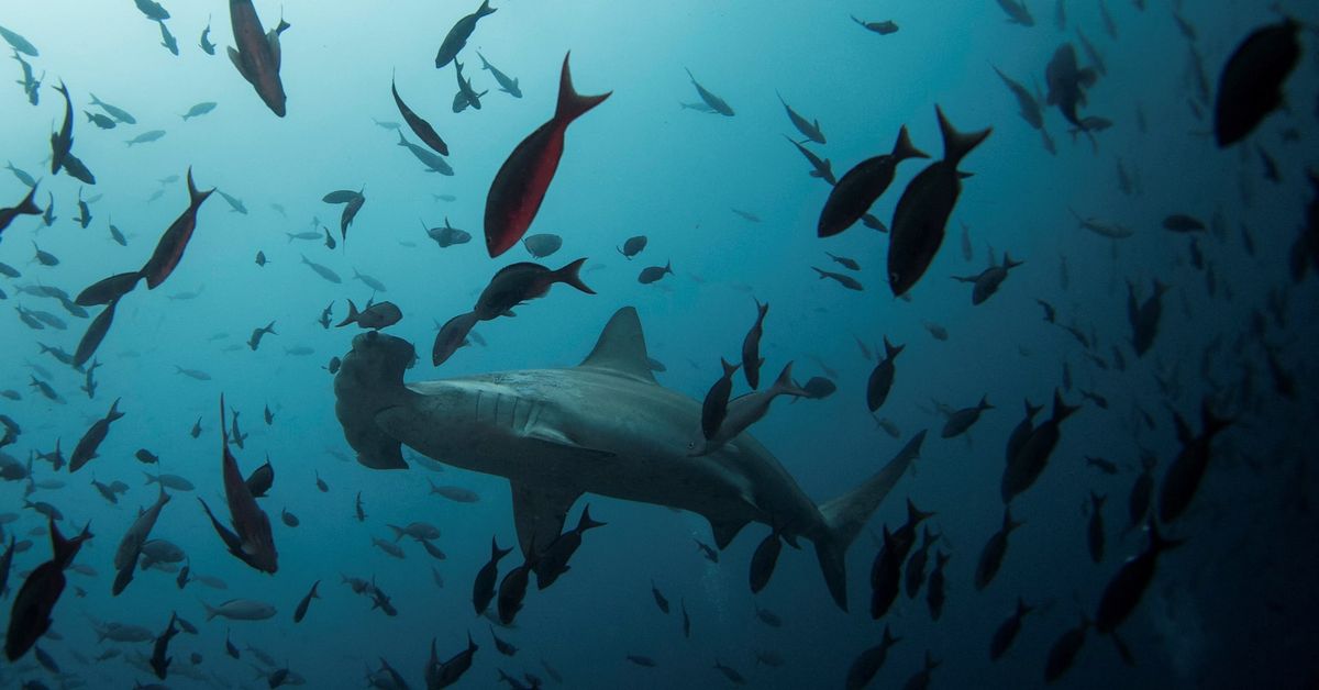 Scientists discover possible hammerhead shark nursery in Ecuador's Galapagos reut.rs/3WoTbfp