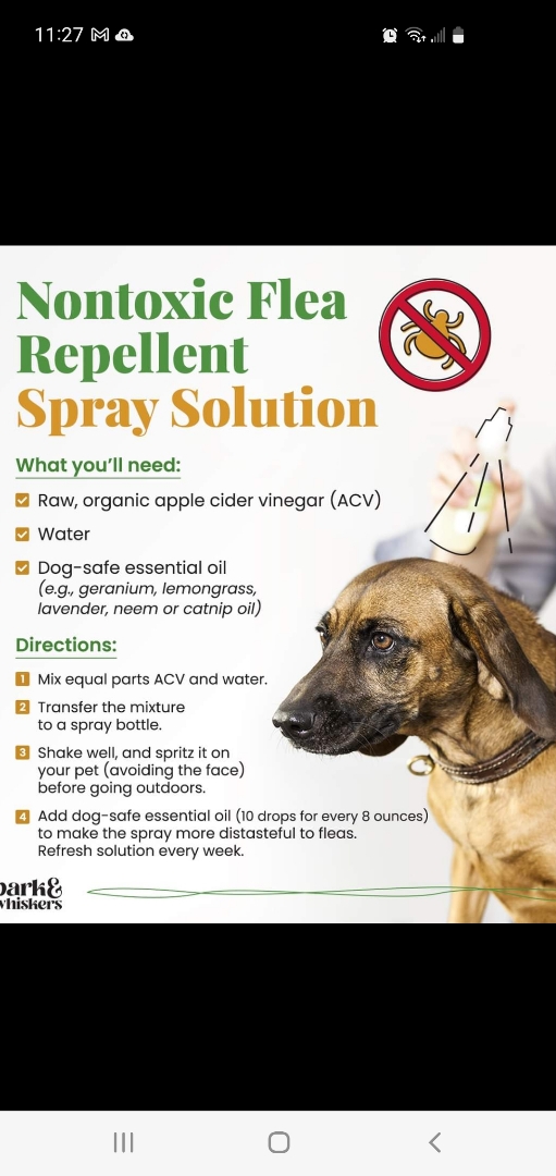 Healthy alternatives for your pets!