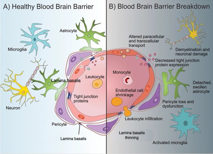 Check out the new #SpecialTopic article in JHC: 'Transient Receptor Potential Channels in the Healthy and Diseased Blood–Brain Barrier.'    

Click to read: bit.ly/3JPKZ0h 

#bloodbrainbarrier #neurology #TRPchannels