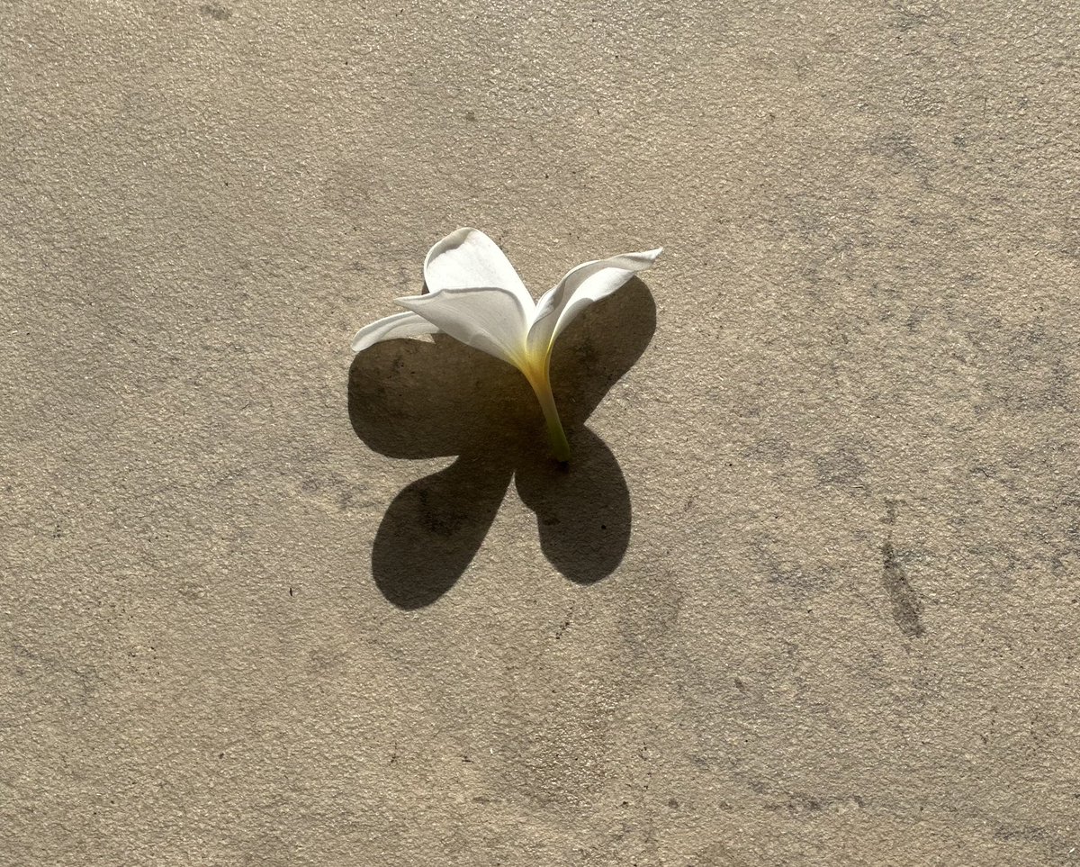 because this frangipani was a butterfly in its previous birth