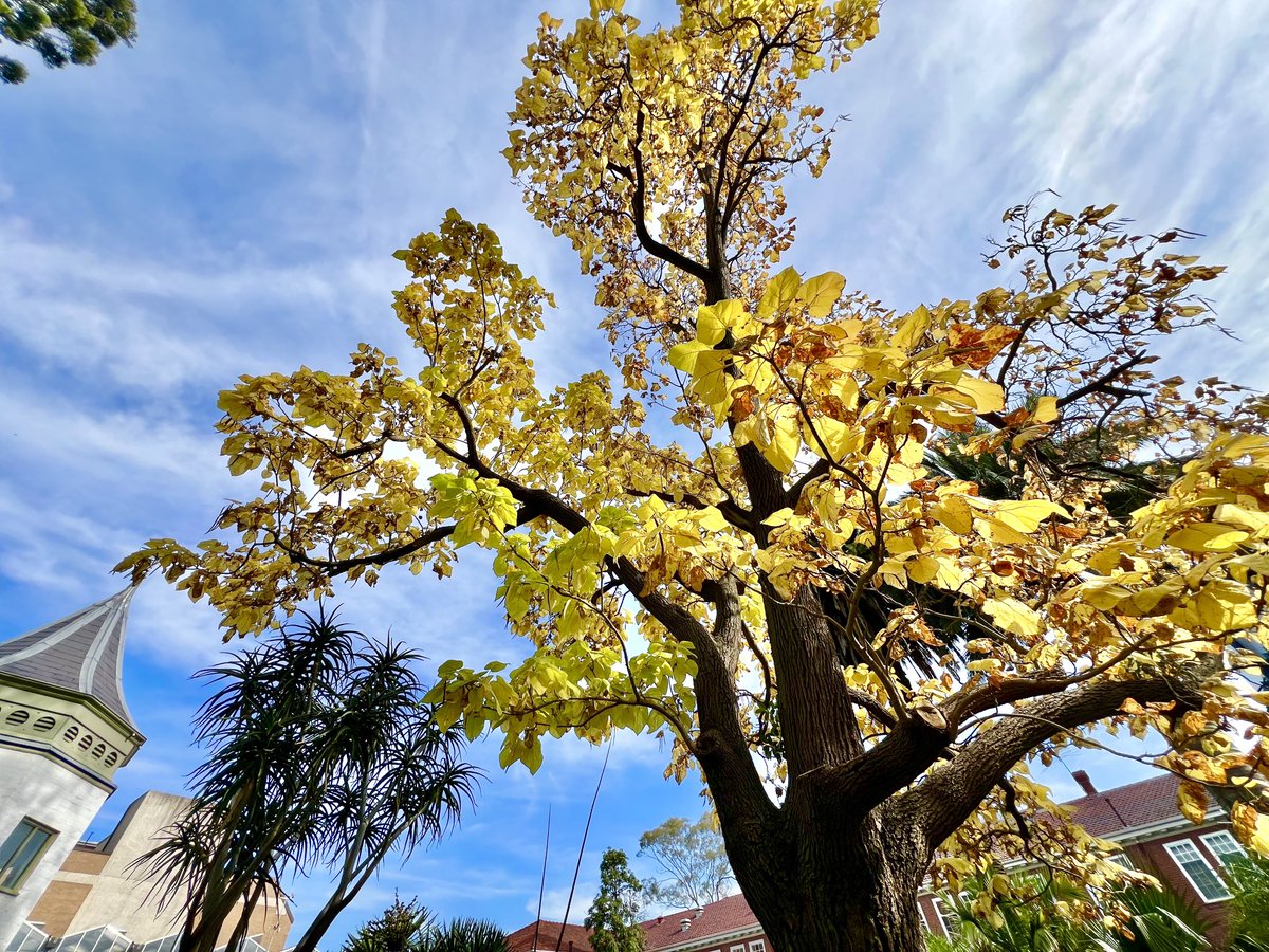 Autumn has always been my favourite time of year in Melbourne. Cool nights and sunny days, &amp; the exotic imports are putting on a good display this year.