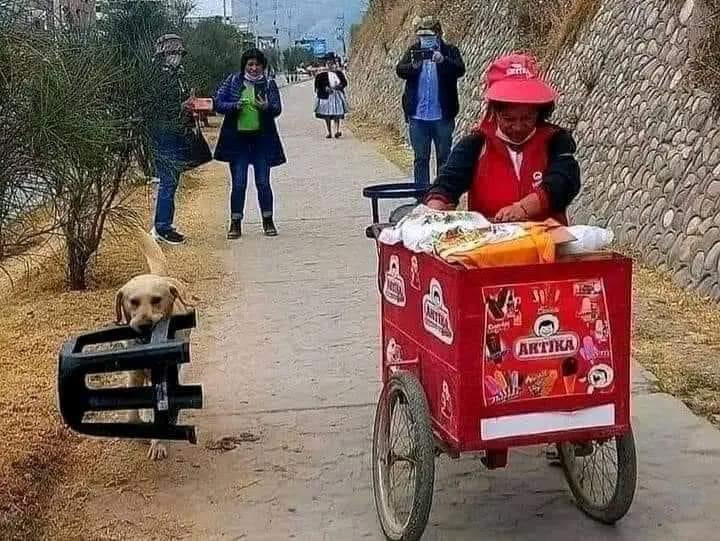 Seguramente ya has visto fotos de Boris 🐶 

Aquí te contaremos su historia completa 🧵 

Boris, es el fiel compañero de una vendedora de helados Artika en Huancayo, Perú 🇵🇪 

Un perrito labrador que no solamente el perrito no solo ayuda a vender, sino que también hace las…