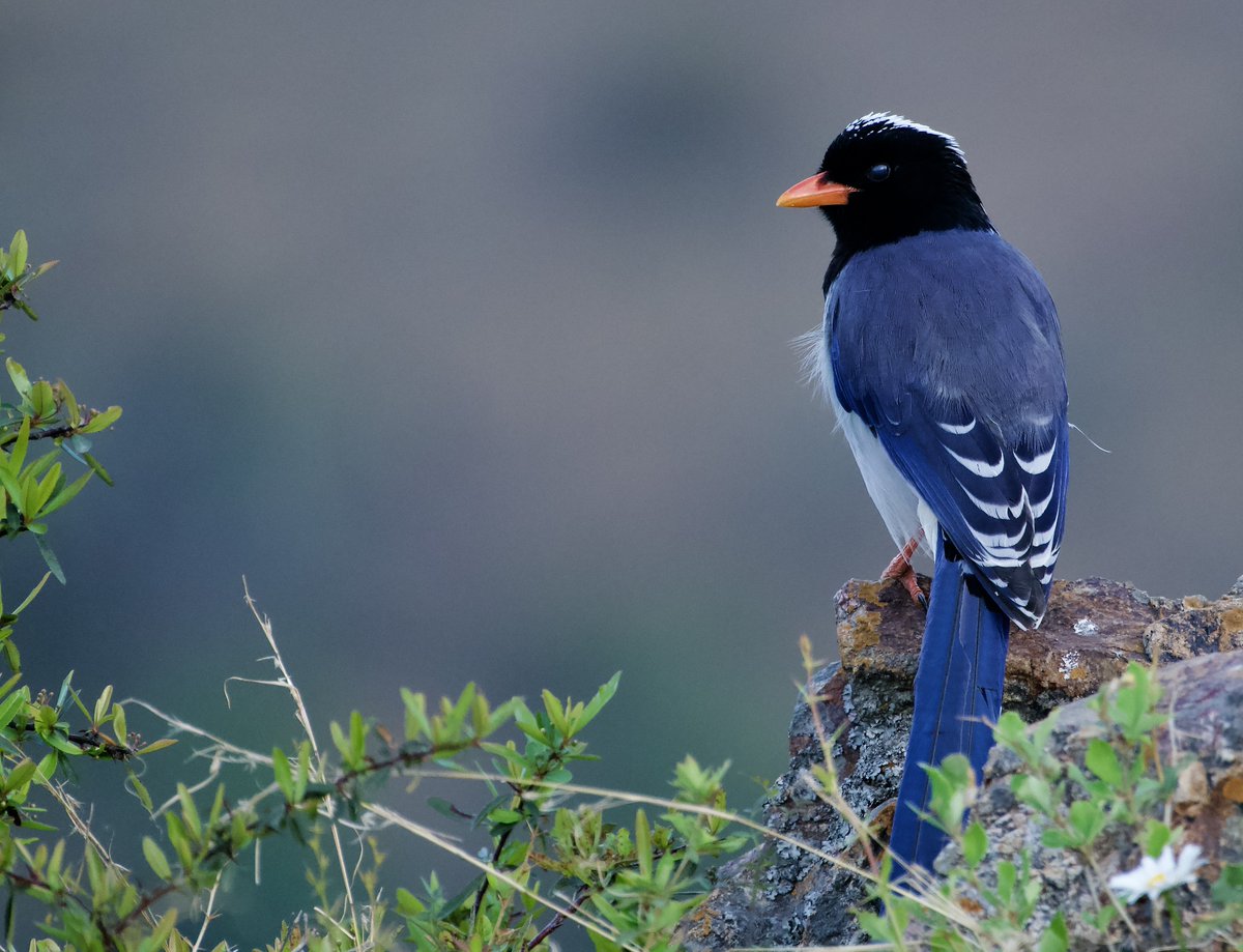 Red-billed blue magpie 
#IndiAves 
#TwitterNatureCommunity #birds #birdwatching #NaturePhotography #BBCWildlifePOTD #BirdsSeenIn2024 #BirdsOfTwitter
A common Magpie of Himalayas