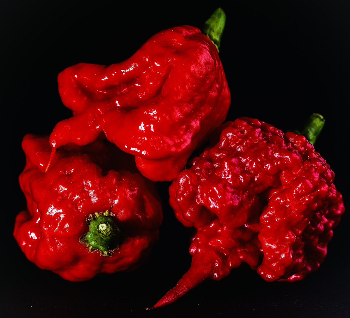 Catfish Cooley
3 Carolina Reapers 
& fifth of fireball🥃 

youtu.be/wSDVGG6XhPY?fe… via @YouTube🌶️

#ExtremePeppers #HotPeppers 
#HorrorFans🌶️#RealHotSauce