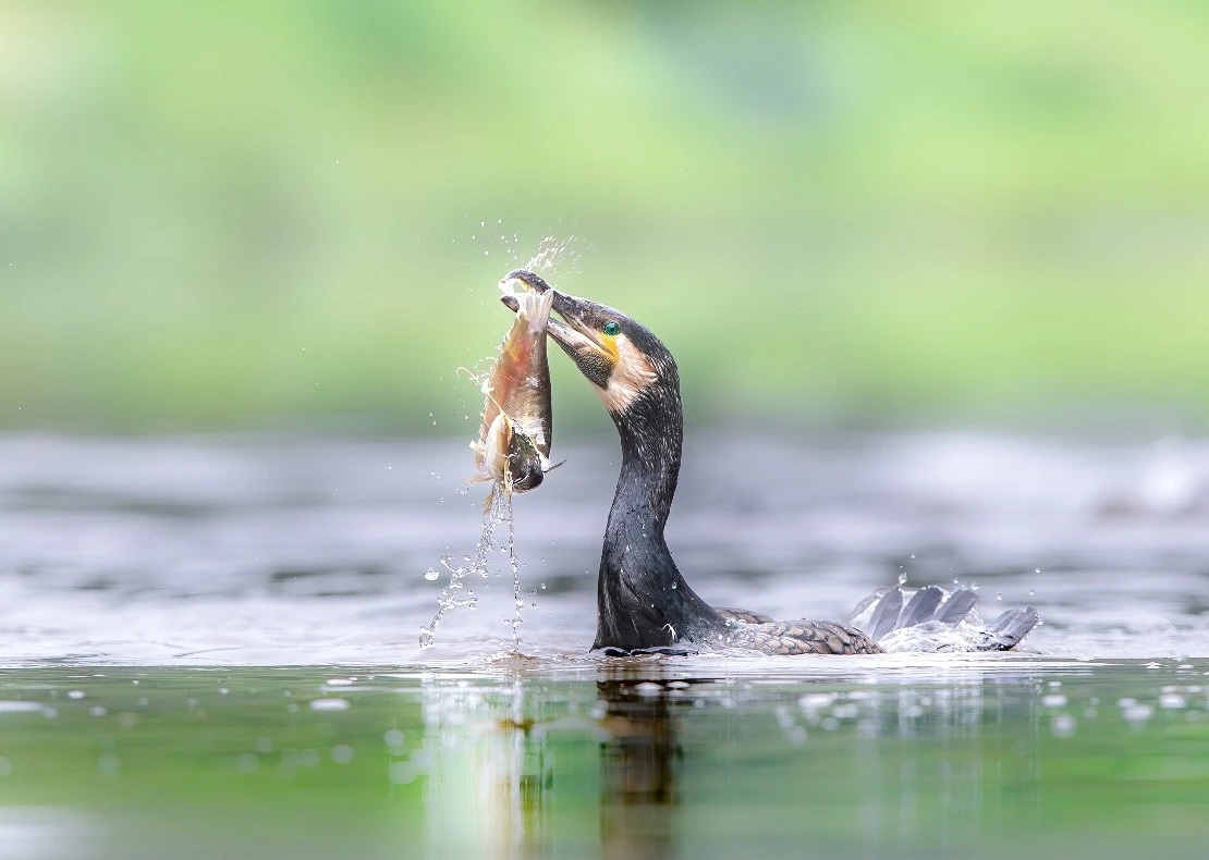 【#机遇中国•绿色赣鄱】最美湿地，候鸟天堂，中国江西鄱阳湖。Beautiful wetland, Paradise for migratory birds, Poyang Lake in Jiangxi, China.  #bird #MigratoryBirds #nature #PoyangLake #wetland #机遇中国 #鹤舞赣鄱 #鄱阳湖 #湿地 #候鸟 #GreenJiangxi #绿色江西