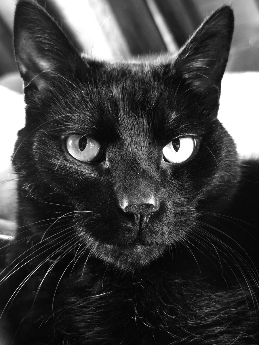 Happy #catsnoirfriday aka #panfurday! ~ Allan Poes 😸😽
#cats #CatsOfTwitter #CatsOfX #panfursquad #blackcats