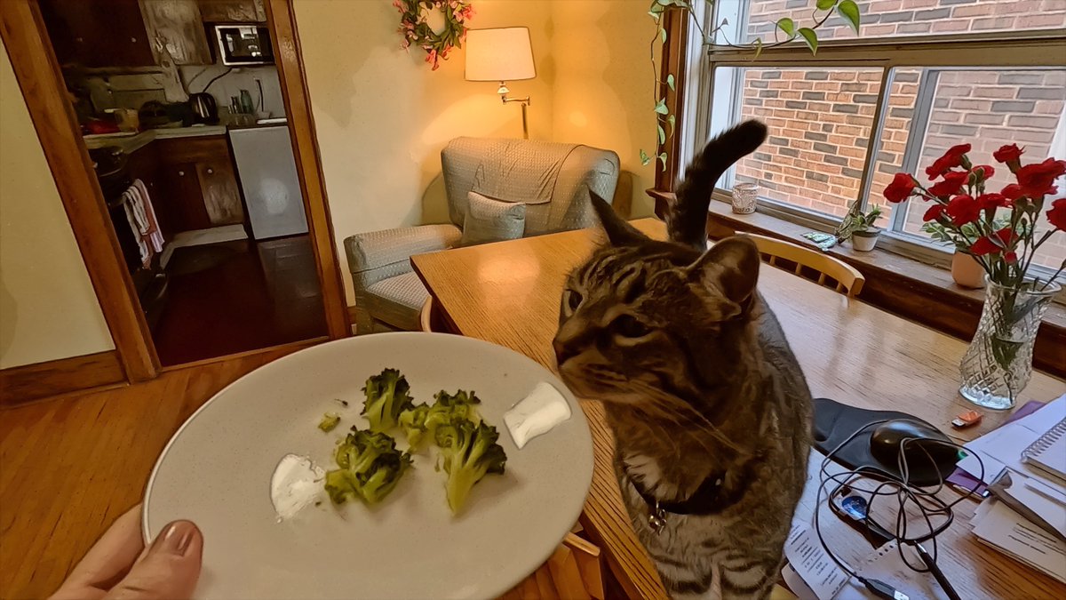 Broccoli. It  inspires either fear and loathing, or an irrational appreciation of vegetable matter. What will Bobby think of it? Find out!  youtu.be/5qqMtjDOGcI?si… 😼🐾

#tabby #tabbycat #thursdaymood #fridayfeeling #fridayvibes #CatsOfTwitter #CatsOfX #CatsOnTwitter