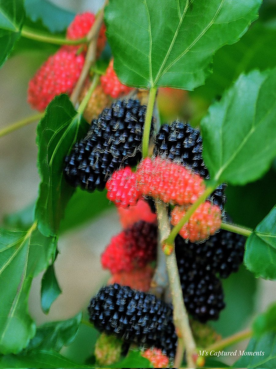 Good morning all Mulberry fruit tree in my garden Beunos días árbol frutal de morera en mi jardín