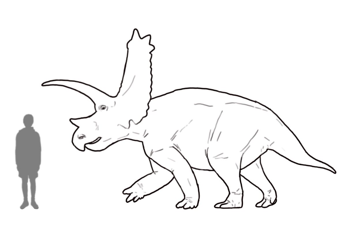 Pentaceratops was a large horned dinosaur known from the late Cretaceous of New Mexico. Its name translates to “five-horned face” in reference to its two cheek horns, in addition to the ones above its brows and nose.
#100DaysofDinosaurs day 83