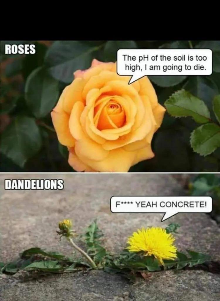 Listen, I might be a dandelion...