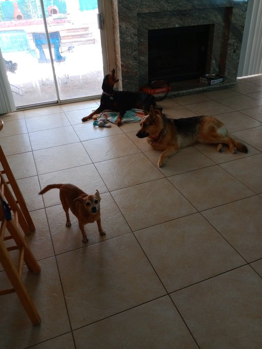 I thinks I play with my dogs because I have all day to play with all my fans thru email. Because I am