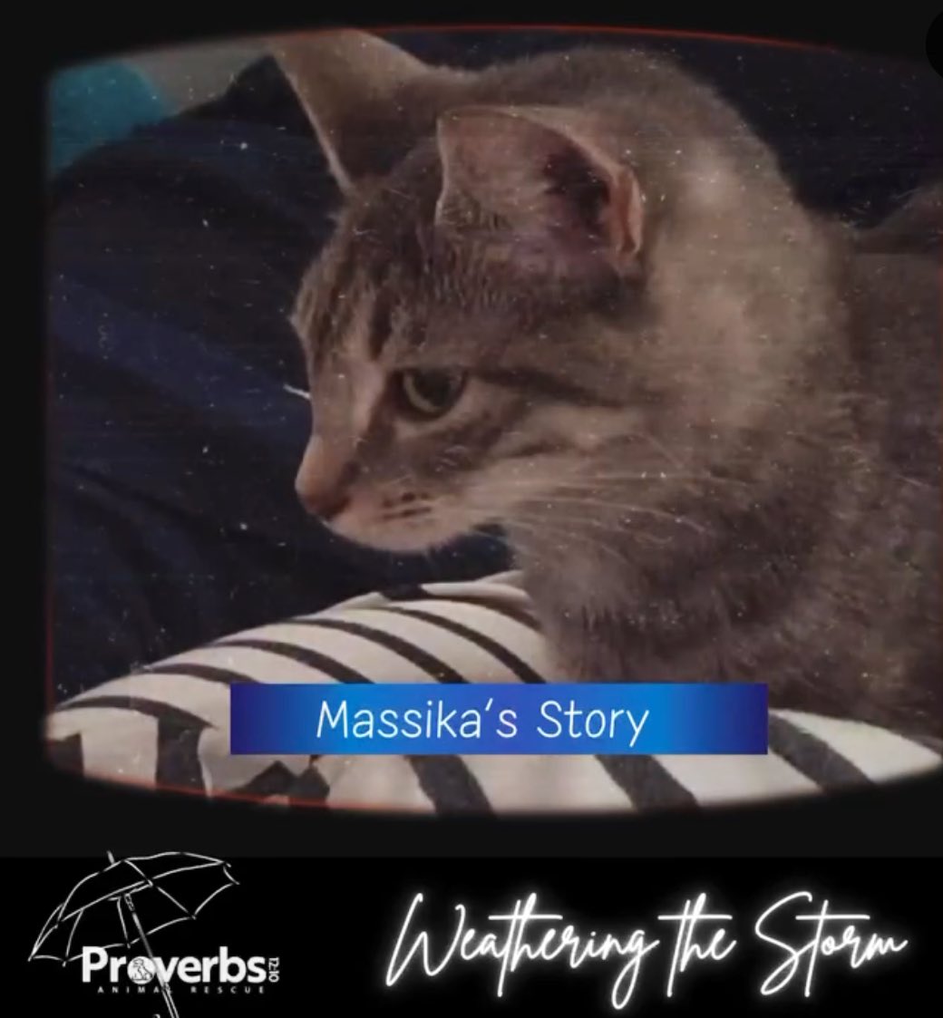 Meet Massika. Proverbs answered a plea by a local animal control about a kitten with a fractured pelvis and broken leg. With time and care, she is healing beautifully Help us weather the storms of rescue. Make a life changing donation below igfn.us/f/4pra/n