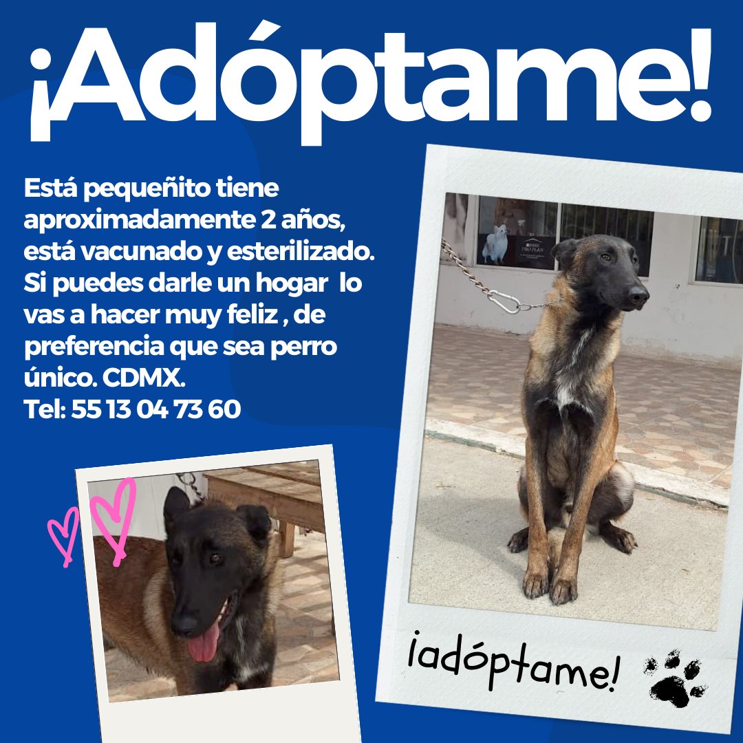#Adopta: Perrito de 2 años, vacunado y esterilizado, posible cruza de pastor belga malinois. Busca hogar donde pueda ser perrito único y recibir mucho amor. ¡RT!