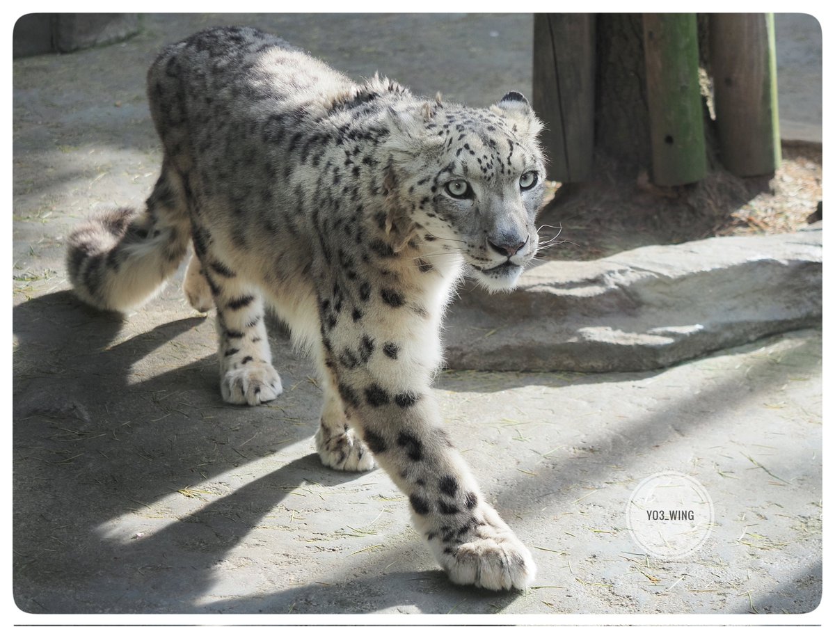 リヒトくんでこんにちは🐾　

#大森山動物園 
#ユキヒョウ 
#snowleopard