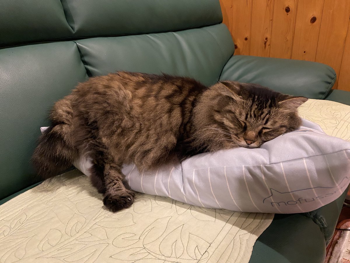 【速報】ソファーと枕の使い方がおかしい猫見つかる
#猫