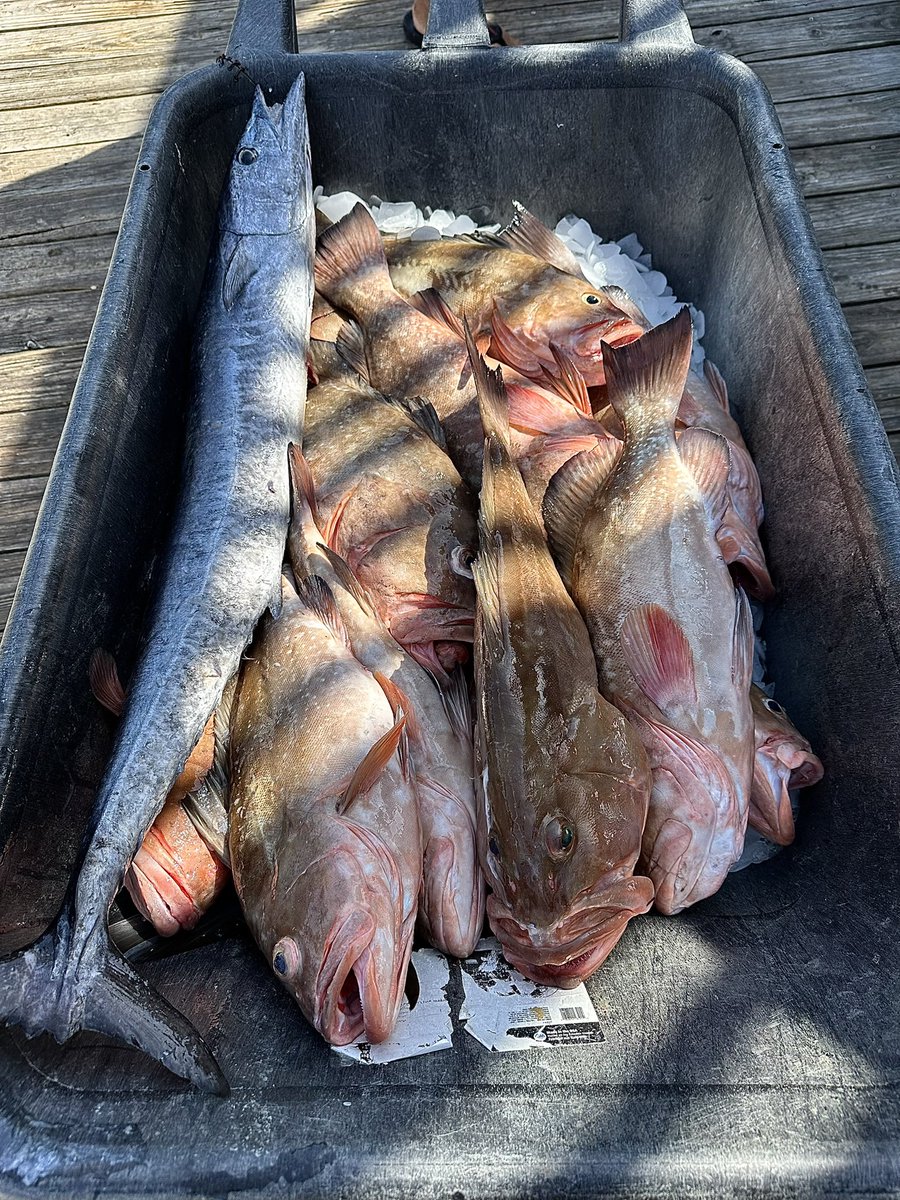 First time going deep sea #fishing since I was a kid caught this 33lbs gag #grouper 80 miles out in the #GulfOfMexico but threw it back since it was out of season.
Still had a decent overall haul.