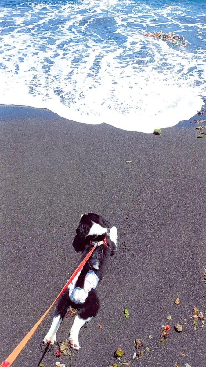 八丈島の砂浜で伸び〜。
海気持ちいな𓇼𓆡𓆉 ⋆

⁡⁡#わんこ
⁡#八丈島
#子犬
#コリー
#ボーダーコリー
#ボーダースプリンガー
#イングリッシュスプリンガースパニエル⁡⁡⁡⁡
⁡#犬のいる生活
⁡#犬のいる暮らし
⁡#わんこのいる生活
⁡#犬好きな人と繋がりたい ⁡⁡⁡
#砂浜
#ビーチ
#海
⁡
⁡