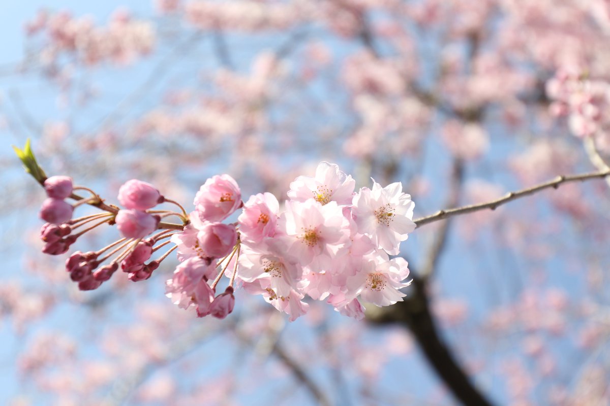 Good Morning with a beautiful flowers.
#Flowers #flowerphotography #gardening #garden #nature #flower #NaturePhotography #cherryblossom #sakura